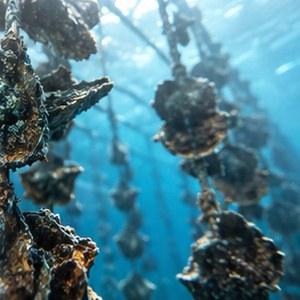 Illustrative underwater oyster-farm concept, not a photograph of a confirmed partner